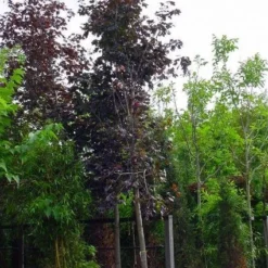 Rode Esdoorn (Acer Platanoides 'Crimson King') 15 Rode Esdoorn (Acer Platanoides 'Crimson King') -Tuin Puur Verkoop 20120220093721 18