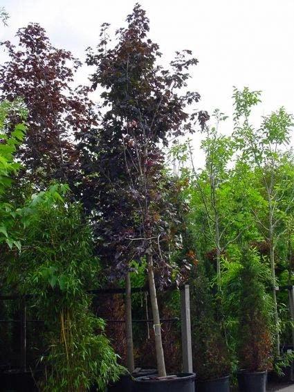 Rode Esdoorn (Acer Platanoides 'Crimson King') 6 Rode Esdoorn (Acer Platanoides 'Crimson King') - Afbeelding 5