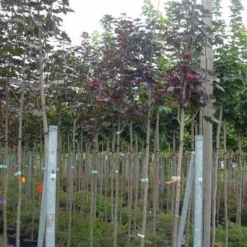 Rode Esdoorn (Acer Platanoides 'Crimson King') 14 Rode Esdoorn (Acer Platanoides 'Crimson King') -Tuin Puur Verkoop 20120220093748 18