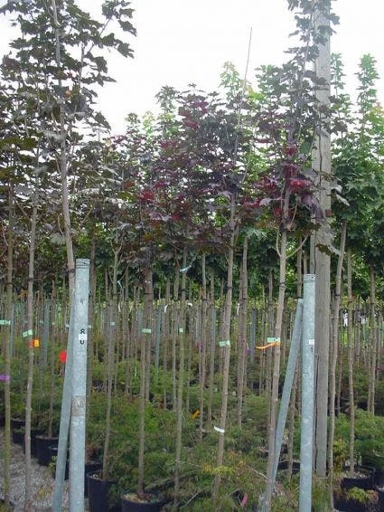 Rode Esdoorn (Acer Platanoides 'Crimson King') 5 Rode Esdoorn (Acer Platanoides 'Crimson King') - Afbeelding 4