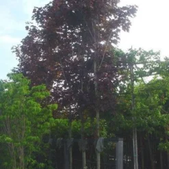 Rode Esdoorn (Acer Platanoides 'Crimson King') 13 Rode Esdoorn (Acer Platanoides 'Crimson King') -Tuin Puur Verkoop 20120220093817 18