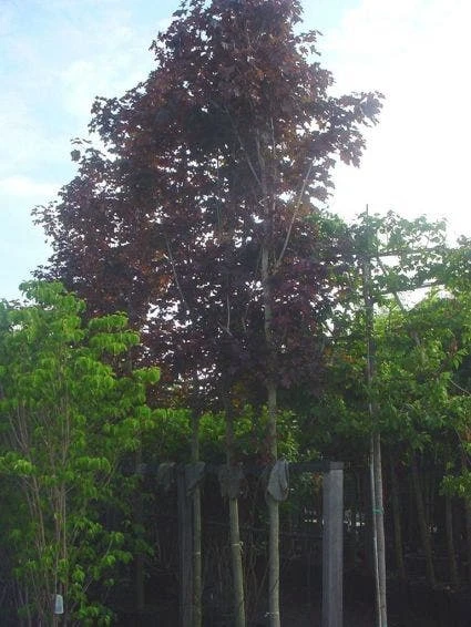 Rode Esdoorn (Acer Platanoides 'Crimson King') 4 Rode Esdoorn (Acer Platanoides 'Crimson King') - Afbeelding 3