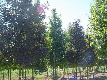 Rode Esdoorn (Acer Platanoides 'Crimson King') 2 Rode Esdoorn (Acer Platanoides 'Crimson King')