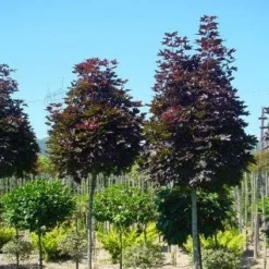 Noorse Esdoorn (Acer Platanoides 'Crimson Sentry') -Tuin Puur Verkoop 20120220094000 12