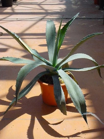 Agave (Agave Americana) 5 Agave (Agave Americana) - Afbeelding 3