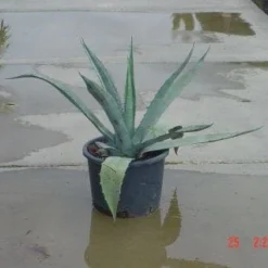 Agave (Agave Americana) 12 Agave (Agave Americana) -Tuin Puur Verkoop 20120220095820 3