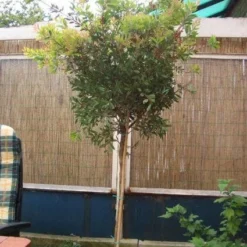 Lampepoetserplant Op Stam (Callistemon Laevis ) 7 Lampepoetserplant Op Stam (Callistemon Laevis ) -Tuin Puur Verkoop 20120220111108 1