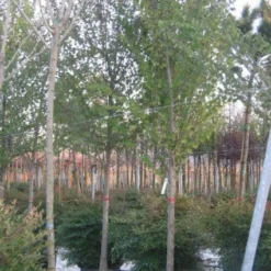 Judasboom (Cercis Siliquastrum) -Tuin Puur Verkoop 20120220144824 10