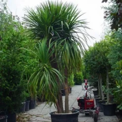 Cordyline (Cordyline Australis) 19 Cordyline (Cordyline Australis) -Tuin Puur Verkoop 20120220150047 8