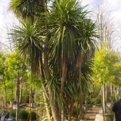 Cordyline (Cordyline Australis) 18 Cordyline (Cordyline Australis) -Tuin Puur Verkoop 20120220150143 8