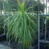 Cordyline (Cordyline Australis) 2 Cordyline (Cordyline Australis) -Tuin Puur Verkoop 20120220150255 8