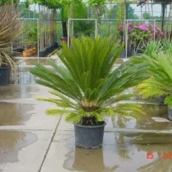 Cycaspalm (Cycas Revoluta) -Tuin Puur Verkoop 20120220154507 5