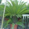Cycaspalm (Cycas Revoluta) 2 Cycaspalm (Cycas Revoluta) -Tuin Puur Verkoop 20120220154616 5