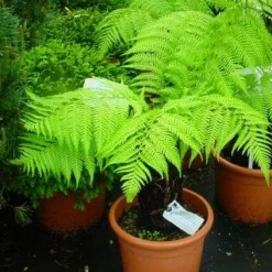 Grote Boomvaren (Dicksonia Antarctica) -Tuin Puur Verkoop 20120220154826 11 1 1