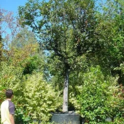 Kaki (Diospyros Kaki) 15 Kaki (Diospyros Kaki) -Tuin Puur Verkoop 20120220155112 8