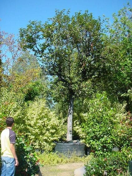 Kaki (Diospyros Kaki) 5 Kaki (Diospyros Kaki) - Afbeelding 3