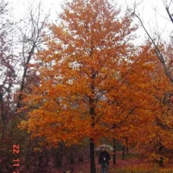 Rode Beukenboom (Fagus Sylvatica 'Atropunicea' ) 10 Rode Beukenboom (Fagus Sylvatica 'Atropunicea' ) -Tuin Puur Verkoop 20120220161602 18