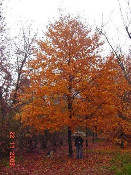 Rode Beukenboom (Fagus Sylvatica 'Atropunicea' ) 6 Rode Beukenboom (Fagus Sylvatica 'Atropunicea' ) - Afbeelding 4