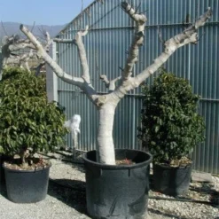 Vijg Als Solitair (Ficus Carica) 13 Vijg Als Solitair (Ficus Carica) -Tuin Puur Verkoop 20120220162113 7
