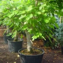Vijg Als Solitair (Ficus Carica) 12 Vijg Als Solitair (Ficus Carica) -Tuin Puur Verkoop 20120220162214 7