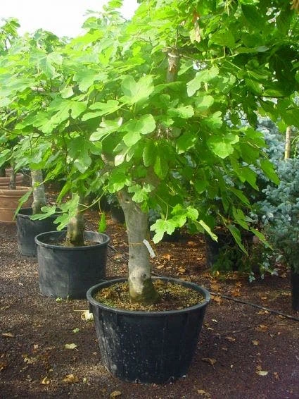 Vijg Als Solitair (Ficus Carica) 5 Vijg Als Solitair (Ficus Carica) - Afbeelding 3