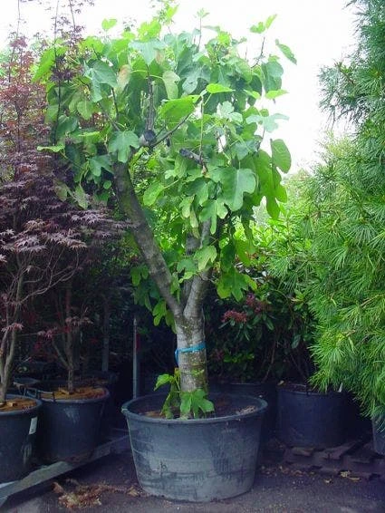 Vijg Als Solitair (Ficus Carica) 4 Vijg Als Solitair (Ficus Carica) - Afbeelding 2
