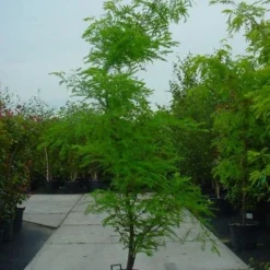 Geelbladige Christusdoorn (Gleditsia Triacanthos 'Sunburst') -Tuin Puur Verkoop 20120220162912 35 7