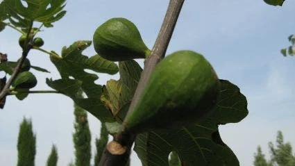 Vijg Op Stam (Ficus Carica) 5 Vijg Op Stam (Ficus Carica) - Afbeelding 3