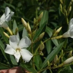 Oleander Als Leivorm (Nerium Oleander) 8 Oleander Als Leivorm (Nerium Oleander) -Tuin Puur Verkoop 20120225093249 1