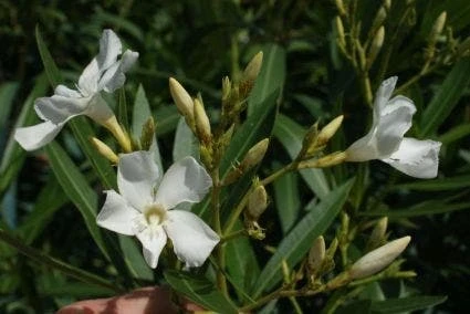 Oleander Als Leivorm (Nerium Oleander) 5 Oleander Als Leivorm (Nerium Oleander) - Afbeelding 3