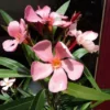 Oleander Als Boom (Nerium Oleander) 1 Oleander Als Boom (Nerium Oleander) -Tuin Puur Verkoop 20120225093326 5