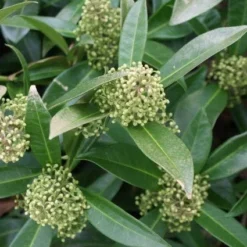 Skimmia (Skimmia Confusa 'Kew Green') -Tuin Puur Verkoop 20120228154231 3