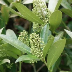 Skimmia (Skimmia Confusa 'Kew Green') -Tuin Puur Verkoop 20120228154247 3