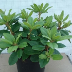 Rhododendron (Rhododendron Catawbiense 'Boursault') 16 Rhododendron (Rhododendron Catawbiense 'Boursault') -Tuin Puur Verkoop 20120305135536 2