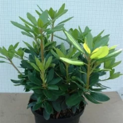 Rhododendron (Rhododendron Catawbiense 'Grandiflorum') 19 Rhododendron (Rhododendron Catawbiense 'Grandiflorum') -Tuin Puur Verkoop 20120305135657 13