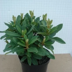 Rhododendron (Rhododendron 'Red Jack') 23 Rhododendron (Rhododendron 'Red Jack') -Tuin Puur Verkoop 20120305140117 2