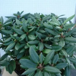 Rhododendron (Rhododendron Catawbiense 'Boursault') 15 Rhododendron (Rhododendron Catawbiense 'Boursault') -Tuin Puur Verkoop 20120305140234 2