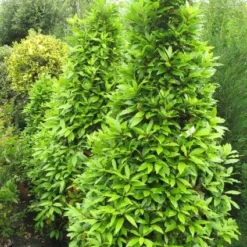 Echte Laurier Als Piramide (Laurus Nobilis) -Tuin Puur Verkoop 20120821144442 7