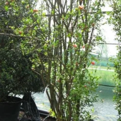 Granaatappel Als Struik (Punica Granatum) -Tuin Puur Verkoop 20120821153129 7