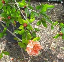 Granaatappel Als Struik (Punica Granatum) -Tuin Puur Verkoop 20120821153145 7