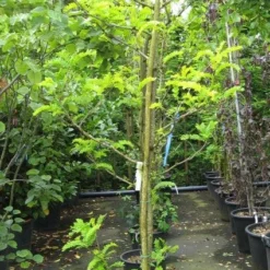 Geelbladige Christusdoorn (Gleditsia Triacanthos 'Sunburst') -Tuin Puur Verkoop 20120824105054 35 7