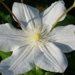 Bosrank (Clematis 'Madame Le Coultre') 12 Bosrank (Clematis 'Madame Le Coultre') -Tuin Puur Verkoop 20120903131948 1