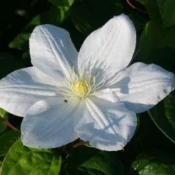 Bosrank (Clematis 'Madame Le Coultre') 9 Bosrank (Clematis 'Madame Le Coultre') -Tuin Puur Verkoop 20120903132029 1