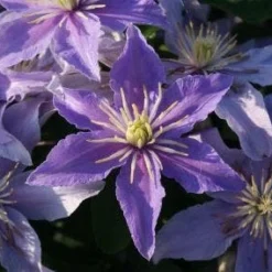 Bosrank (Clematis 'Justa') -Tuin Puur Verkoop 20120919134614 1
