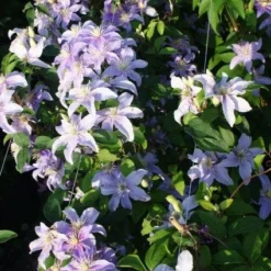 Bosrank (Clematis 'Justa') -Tuin Puur Verkoop 20120919134633 1