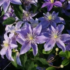 Bosrank (Clematis 'Justa') -Tuin Puur Verkoop 20120919134649 1