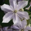 Bosrank (Clematis 'Justa') -Tuin Puur Verkoop 20120919134711 1