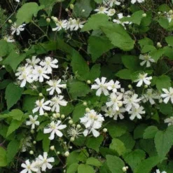 Bosrank (Clematis 'Paul Farges') -Tuin Puur Verkoop 20120919135912 1