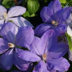 Bosrank (Clematis 'Mrs Cholmondeley') 17 Bosrank (Clematis 'Mrs Cholmondeley') -Tuin Puur Verkoop 20120919151745 1