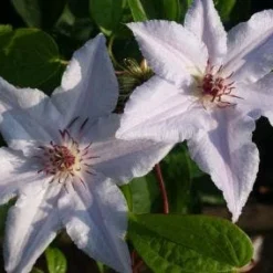 Bosrank (Clematis 'Snow Queen') 12 Bosrank (Clematis 'Snow Queen') -Tuin Puur Verkoop 20120919152541 1